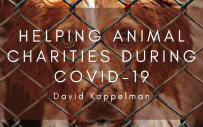 Helping Animal Charities During COVID-19