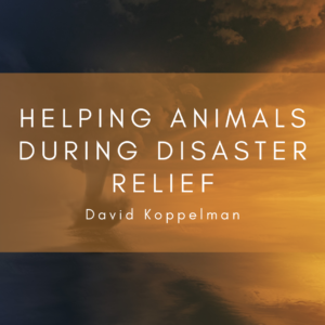 Helping Animals During Disaster Relief (1)