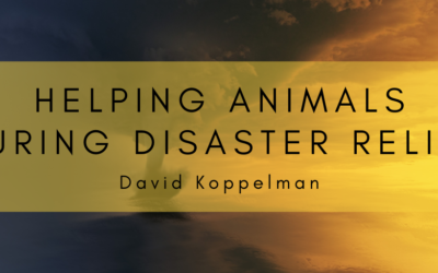 Helping Animals During Disaster Relief